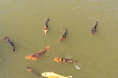 0214 Pornic fish 2