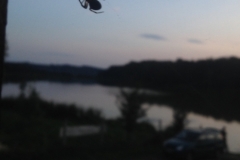 0443 25-8 spider