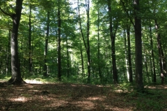 0499 30-8 Forest