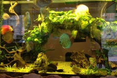 0565 2-9 fish tank