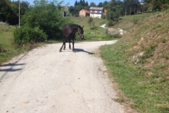 0648 5-9 horse