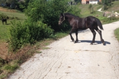 0649 5-9 horse