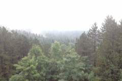 0736 8-9 clouded trees
