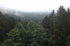 0737 8-9 clouded trees