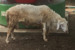 0506  29-8-19 sheep