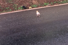 0010  9-8-19 chick