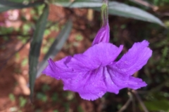 0042  10-8-19 flower