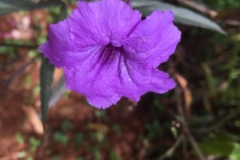 0043  10-8-19 flower