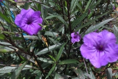 0044  10-8-19 flower