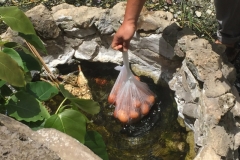 0079  12-8-19 eggs