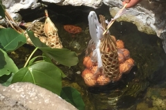 0080  12-8-19 eggs