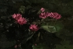 0128  14-8-19 water lilies