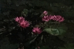 0130  14-8-19 water lilies