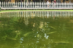 0166  15-8-19 fishpond
