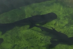 0173  15-8-19 fishpond
