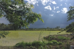 9947  7-8-19 paddy field