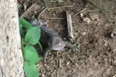 9949  7-8-19 lizard