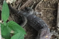 9950  7-8-19 lizard