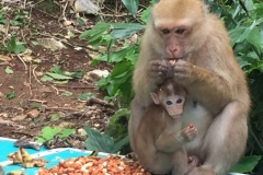 9970  8-8-19 monkeys