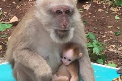 9972  8-8-19 monkeys