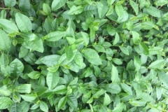 9993  9-8-19 plant