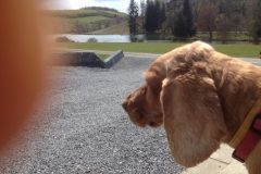 8232 27-4 dog