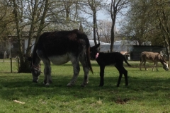 8234 27-4 donkeys