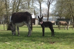 8235 27-4 donkeys