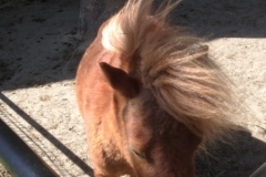 8315 30-4 pony