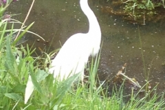 8394 3-5 white heron