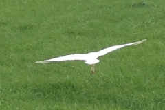 8395 3-5 white heron