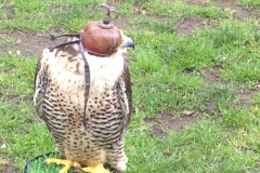 8397 3-5 falcon