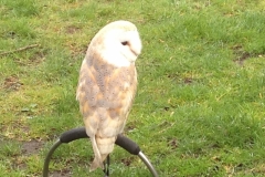 8399 3-5 owl