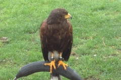 8400 3-5 eagle