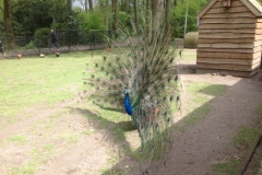 8402 3-5 peacock