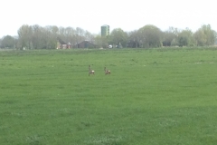 8509 8-5 deer?