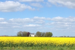 8517 8-5yellow field