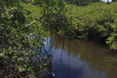 2007  16-1-18 river