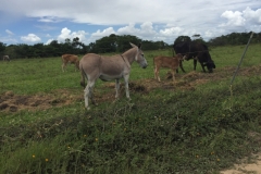 2026  17-1-18 donkey