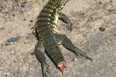 2113 22-1-18 lizard