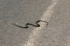 2182 29-1-18 snake