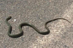 2183 29-1-18 snake