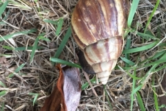2209 1-2-18 Shell