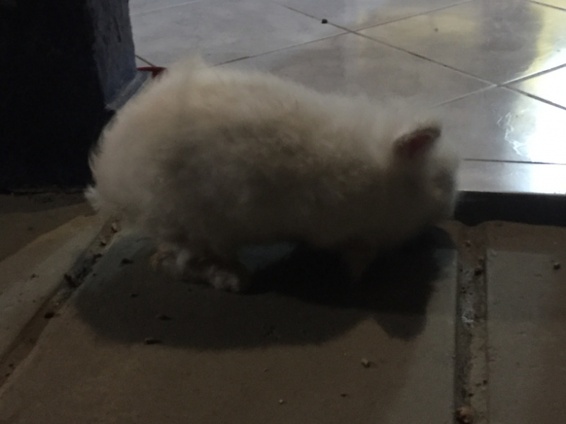 1291 9-12 Fluffball