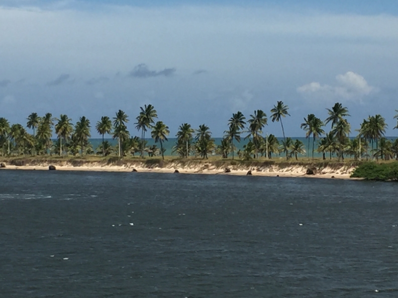1327 10-12 Palm trees