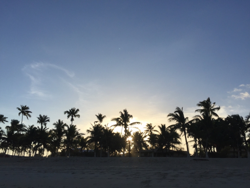 1380 12-12 palm trees