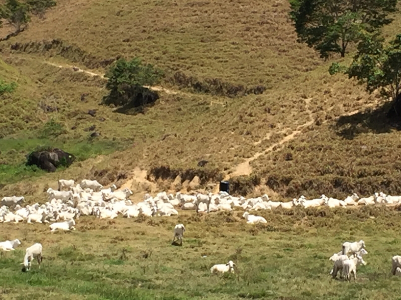 1402 13-12 Goats