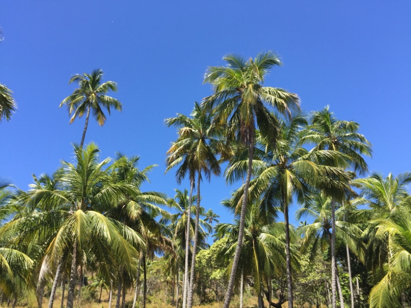 1420 14-12 Palm trees