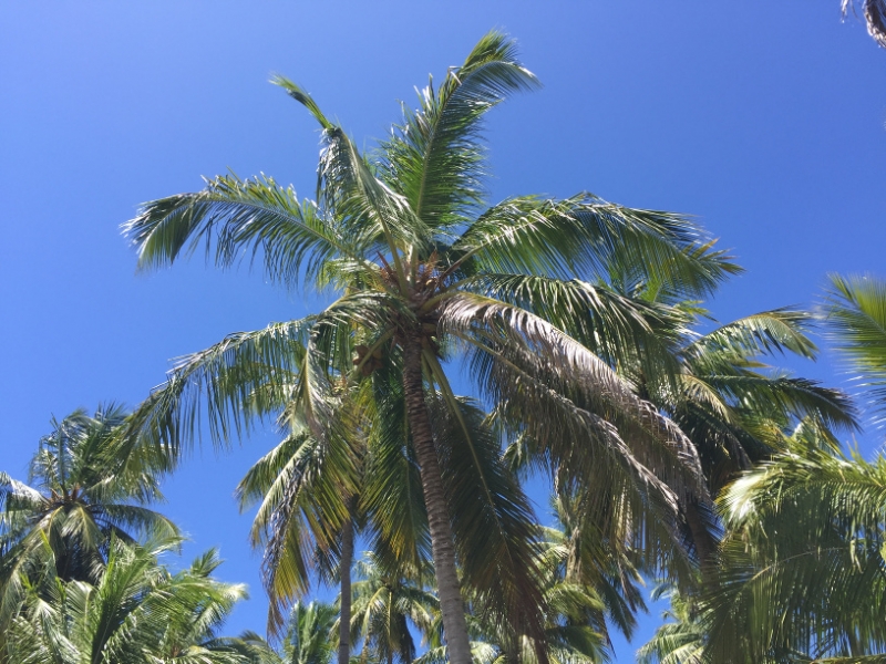1421 14-12 Palm trees