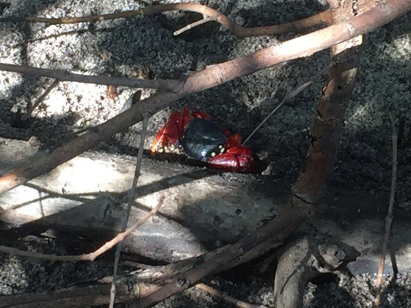 1437 15-12 crab